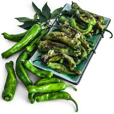 Shishito - Pepper Plant