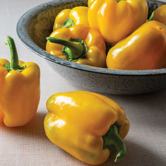 Sonoma - Bell Pepper Plant