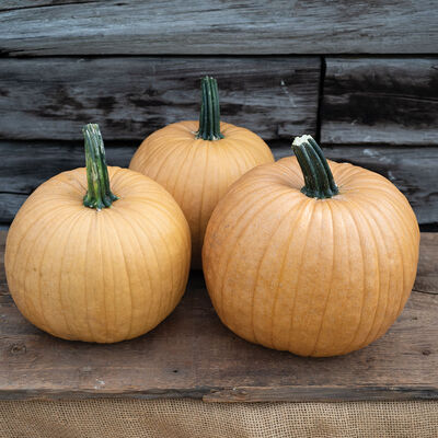 Spicy Mocha - Pumpkin Start
