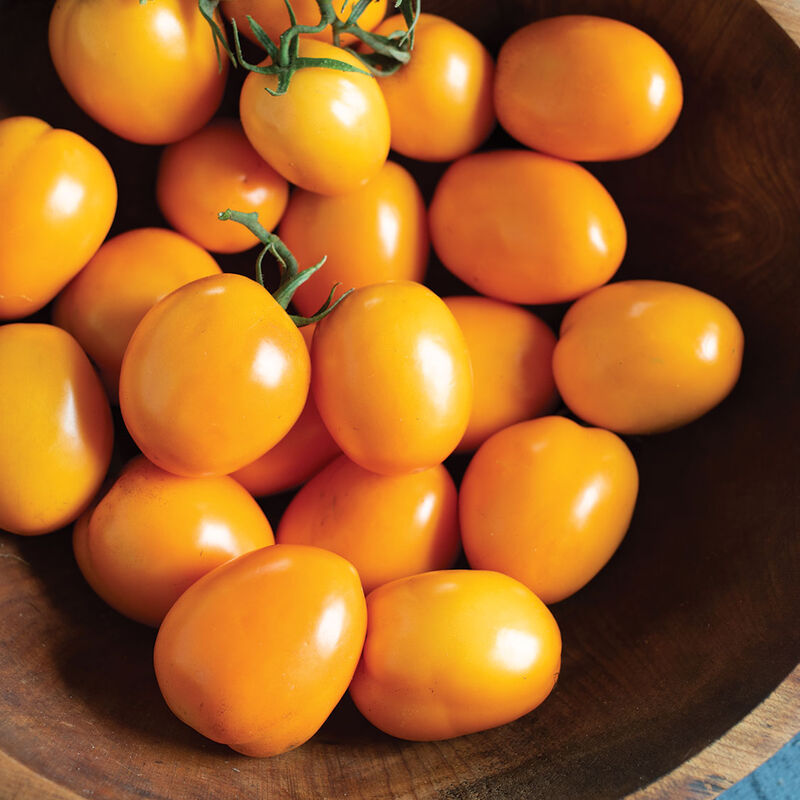 Sunrise Sauce - Tomato Plant