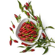 Thai Red Chili - Hot Pepper Plant