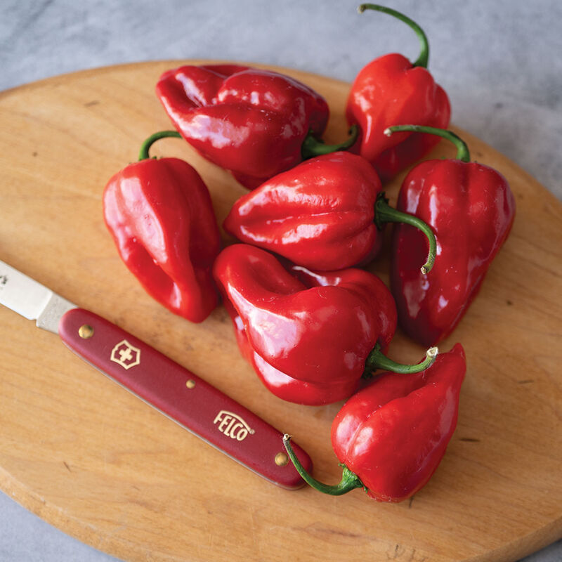 Velociraptor Habenero - Hot Pepper Plant