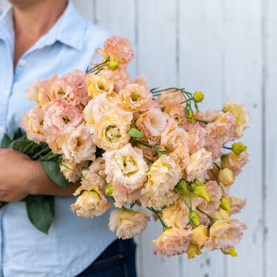 Voyage 2 Champagne Lisianthus 6 pack