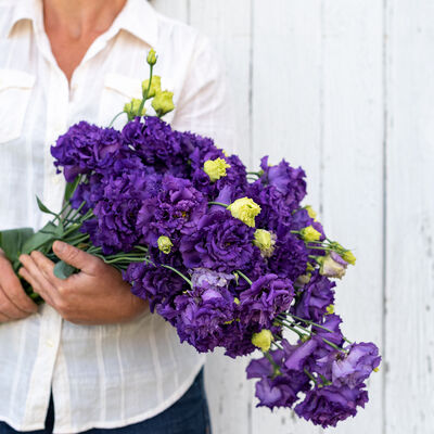 Voyage 2 Blue Lisianthus 6 pack