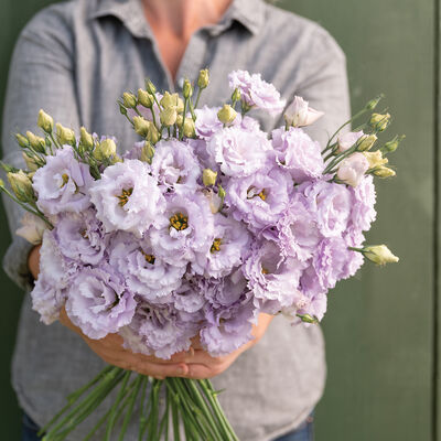 Voyage 2 Lavender Lisianthus 6 pack