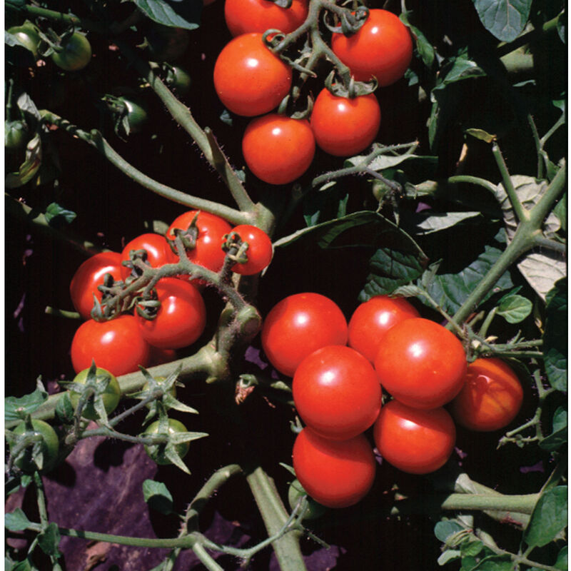 Washington Cherry - Tomato Plant